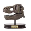Tyrannosaurus Koponya Felfedező Készlet - Buki