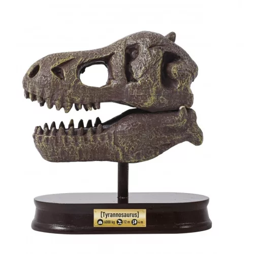 Tyrannosaurus Koponya Felfedező Készlet - Buki