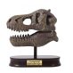 Tyrannosaurus Koponya Felfedező Készlet - Buki
