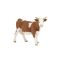 Papo Simmental tehén 51133