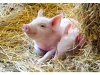 Ravensburger Puzzle 2x12 db - Állatok a farmon