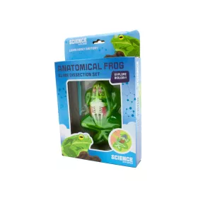 Béka anatómia slime