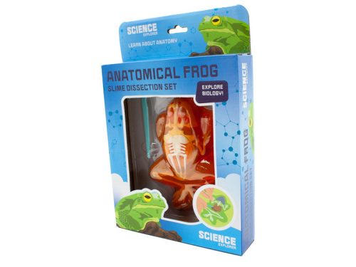 Béka anatómia slime