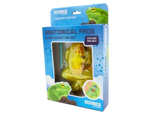 Béka anatómia slime