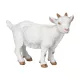 Papo - fehér kecske gida