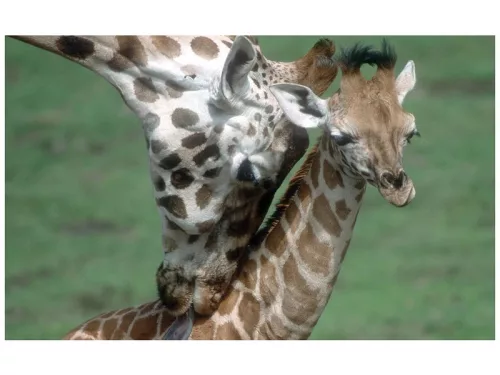 Állatok és kicsinyeik diafilm 34101007