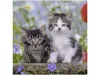 Ravensburger Puzzle 3x49 db - Édes kiscicák