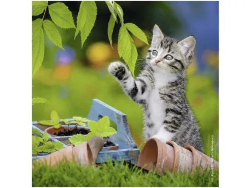 Ravensburger Puzzle 3x49 db - Édes kiscicák