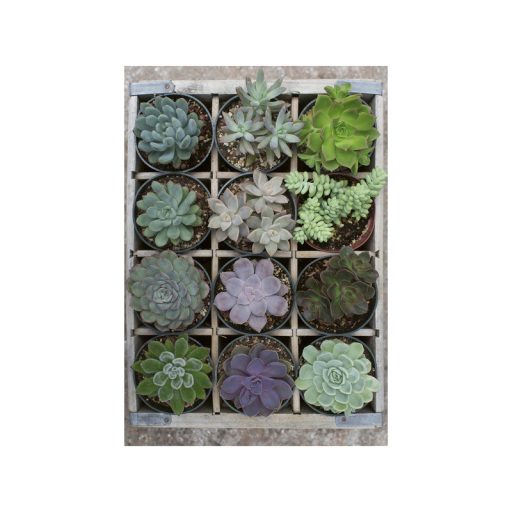 Puzzle 300 db - Zöld