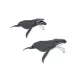Papo - hosszúszárnyú bálna
