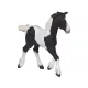 Papo - fekete foltos csikó