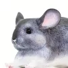 Csincsilla - Safari Figura